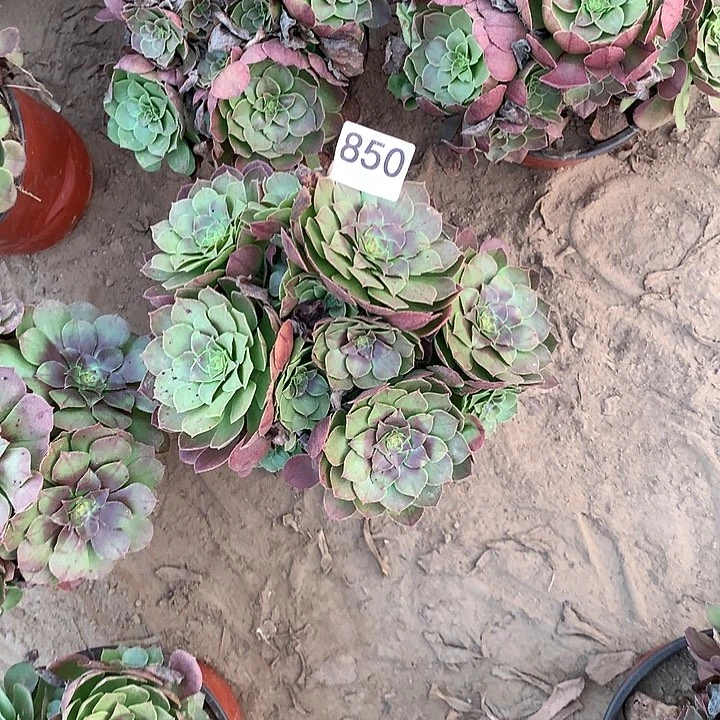 无花朵850万圣节中量拍随机发