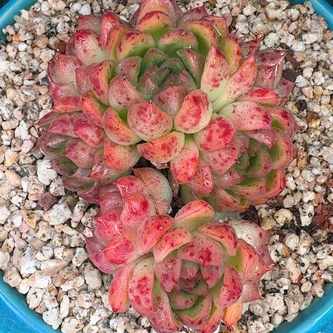 从前慢多肉精选编号1009.103