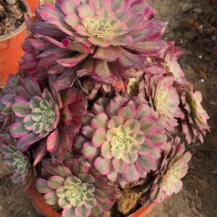 788粉铜对肉植物的