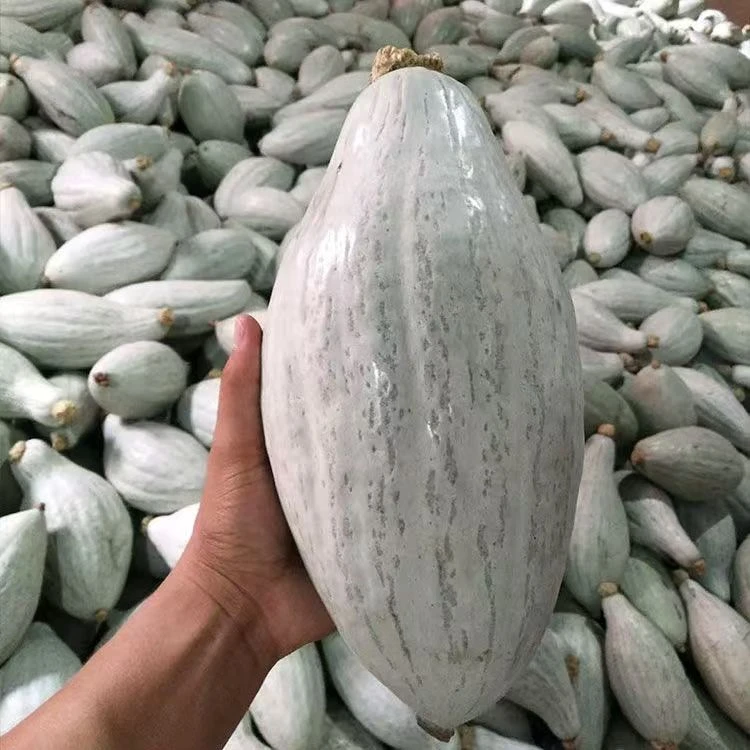 【丑瓜种子】贵妃南瓜种子四季种植盆栽地栽阳台小院种植