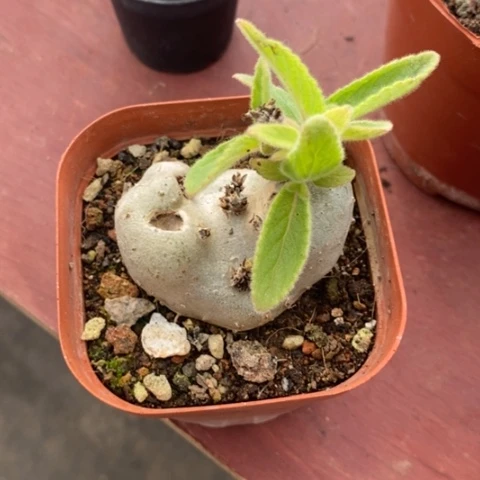 王*贝白花断崖5仙人球