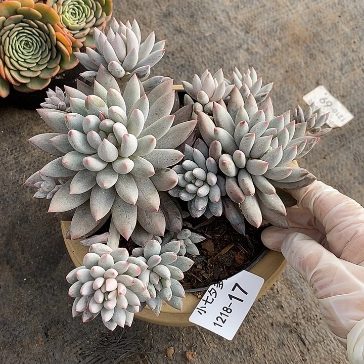 小七夕多肉所罗门17