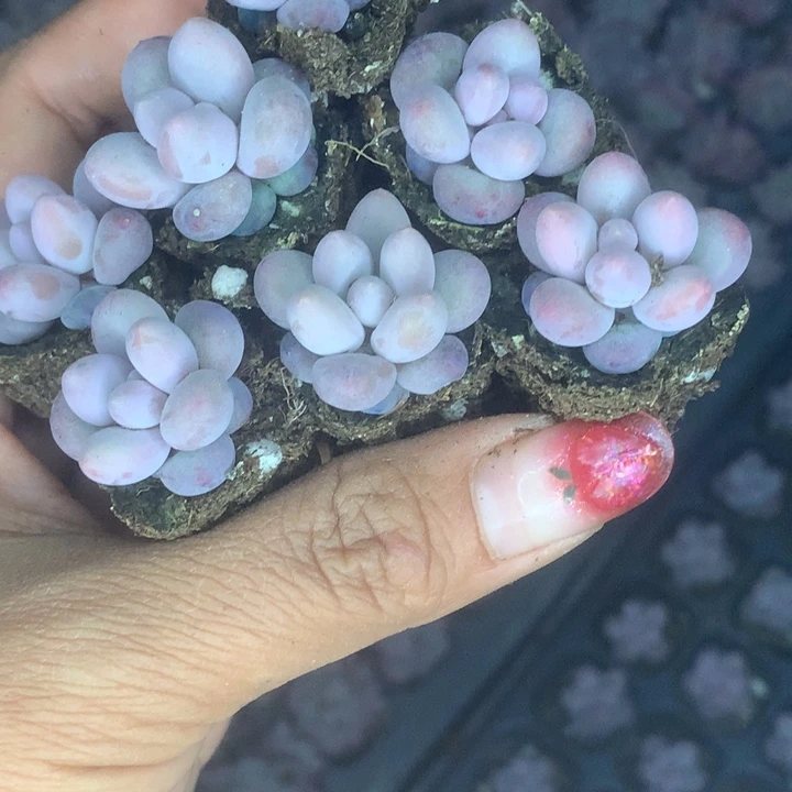 汤圆奶3颗。（满9.99包邮不满9.99发叶子）