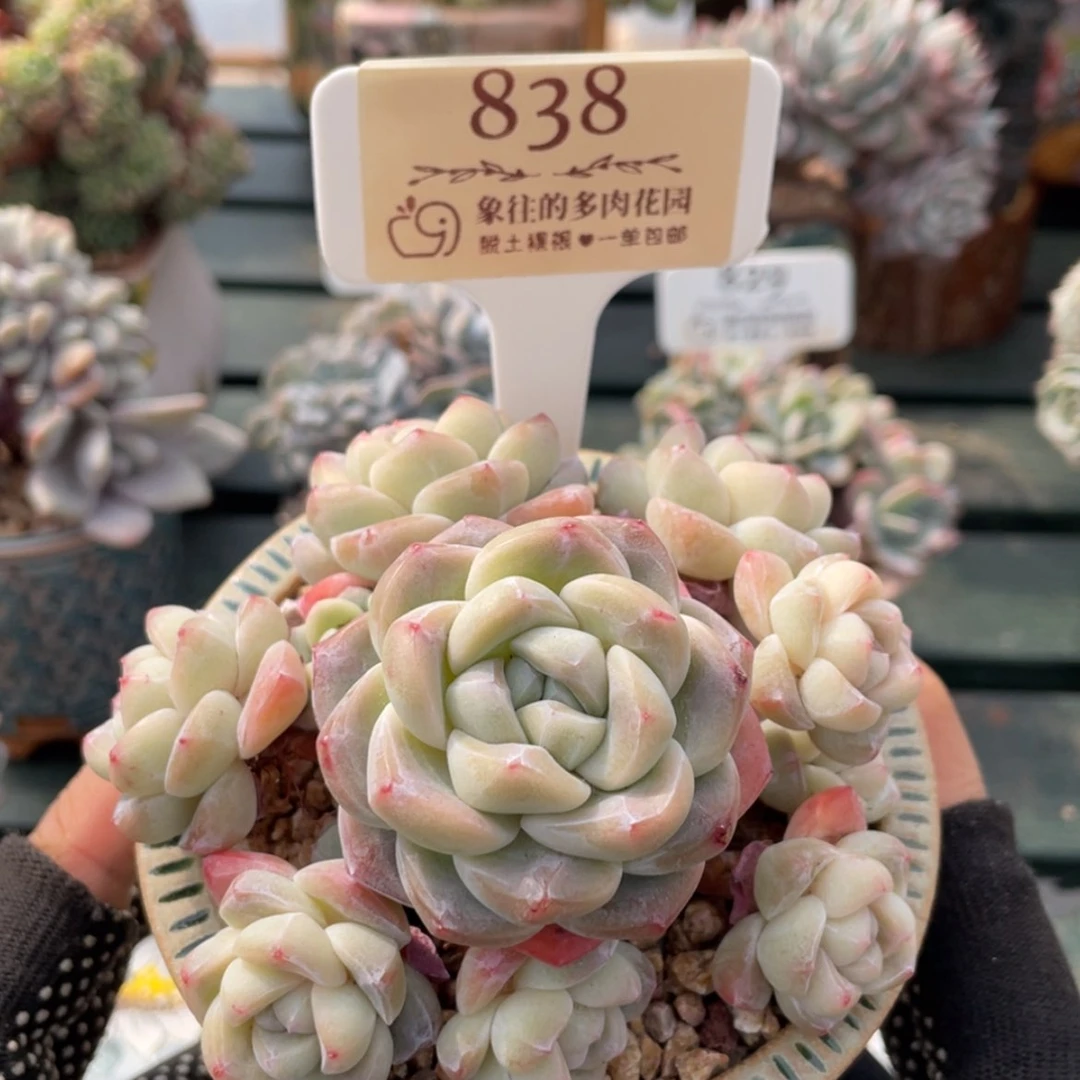 【闪购商品】冰玉838