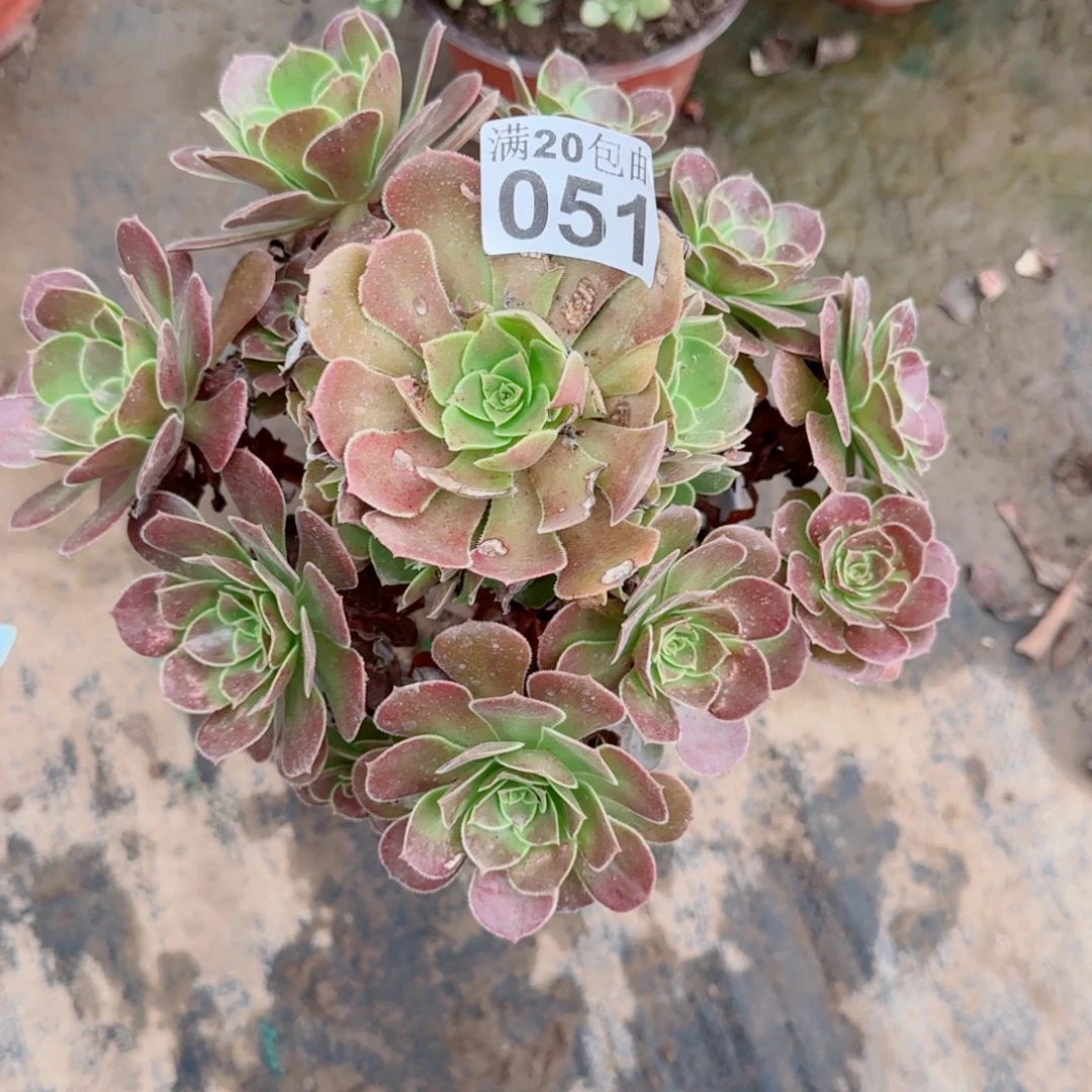 红玫瑰051满20包邮断枝不包