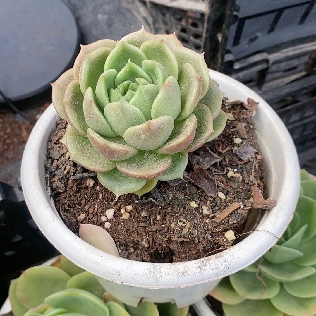 A***?小白玫瑰1颗多肉植物