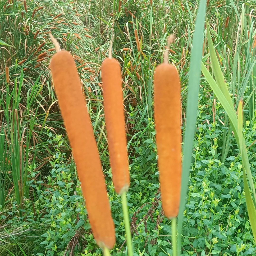 2025年野生香蒲棒可驱蚊室内家居装饰好物