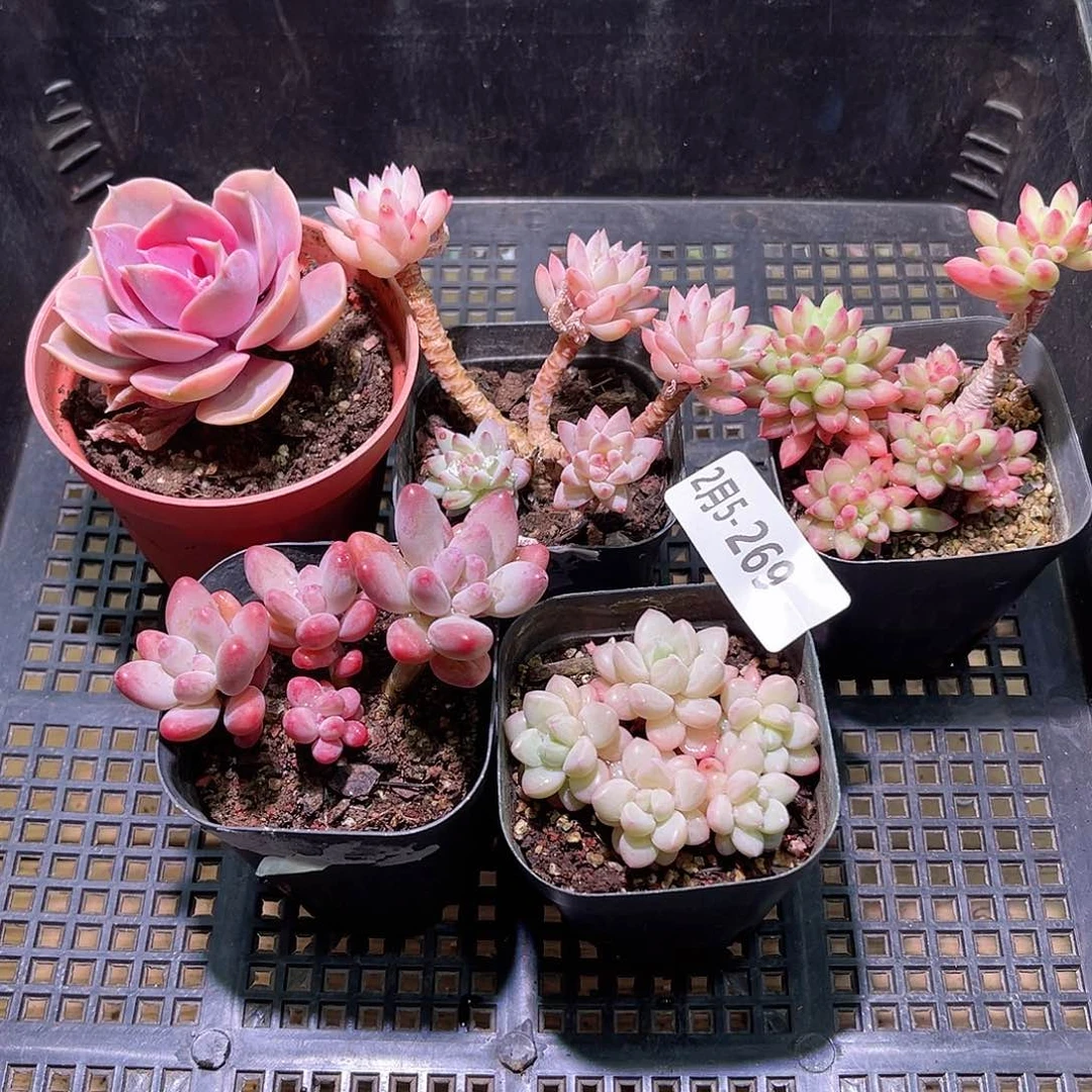 花05-269框拍多肉5颗