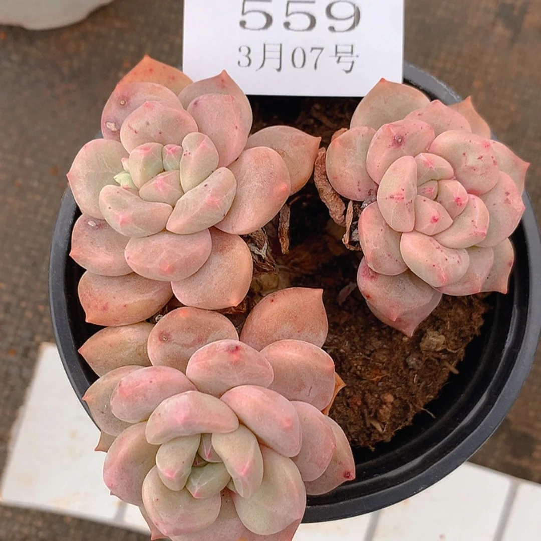 【闪购商品】云559