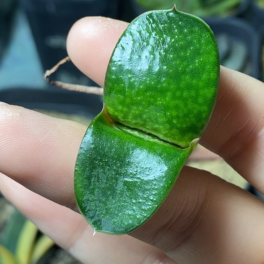 不带盆脱土裸根发货