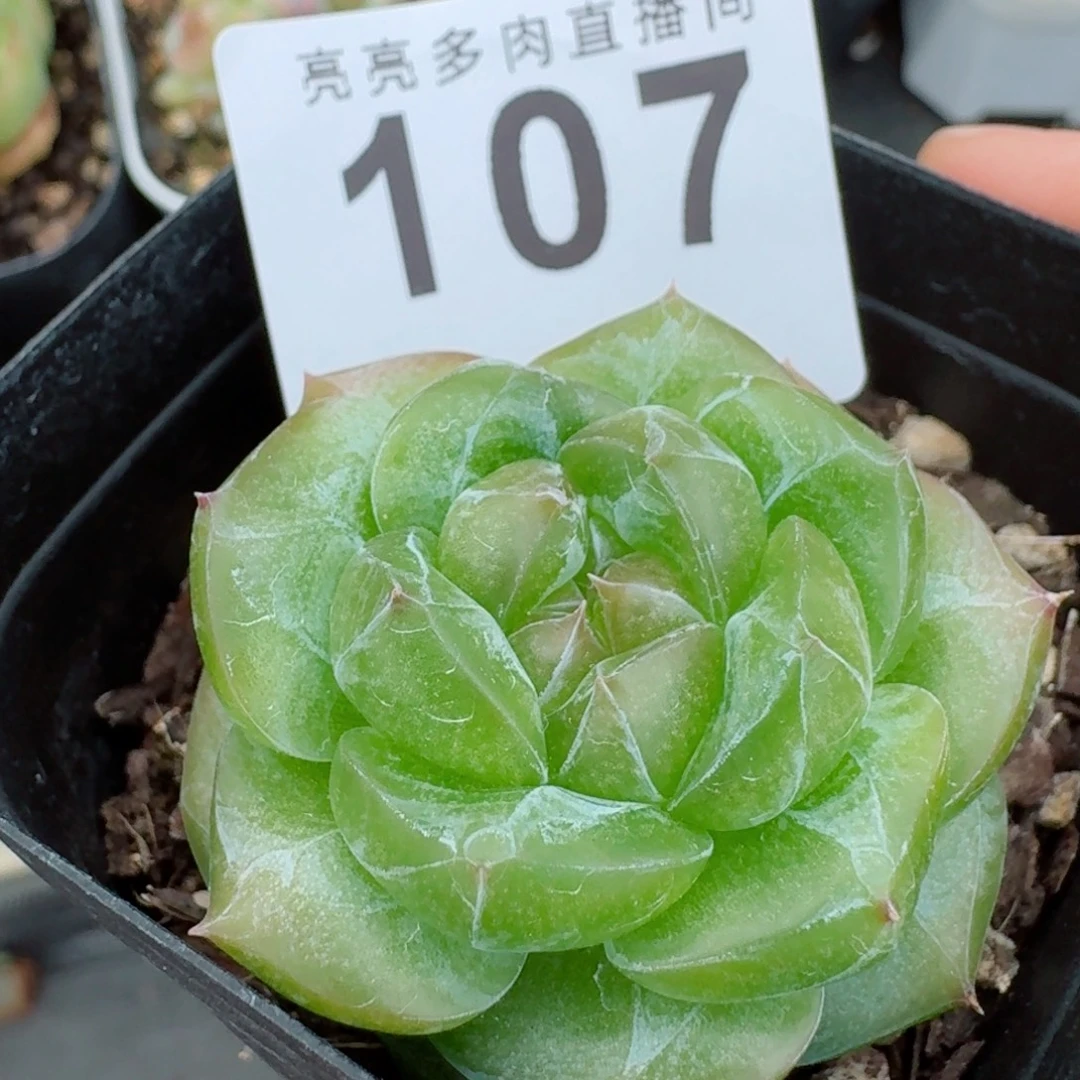 绿体珍妮            精美多肉植物