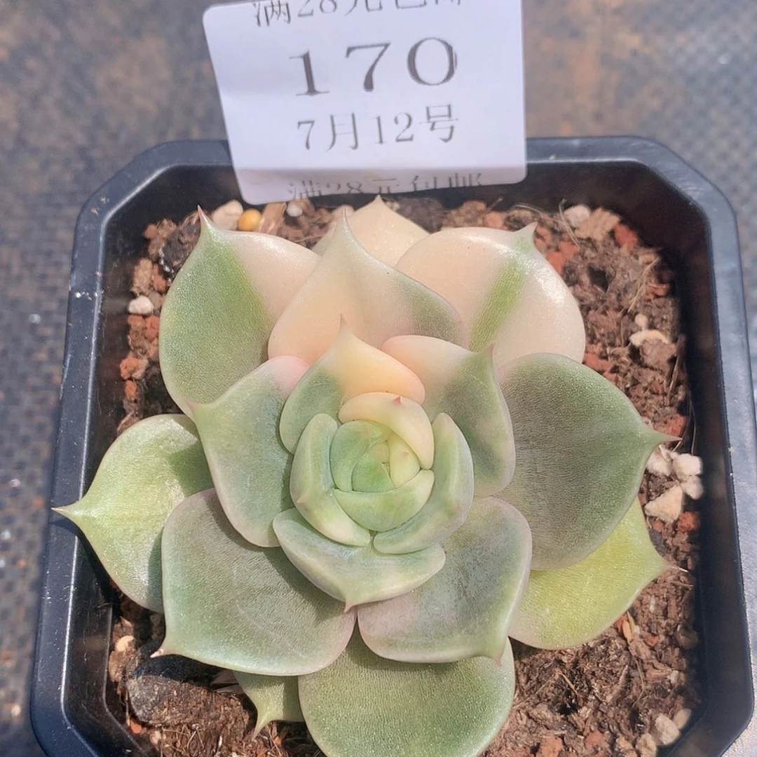 【闪购商品】云170号贝加尔湖锦6厘米