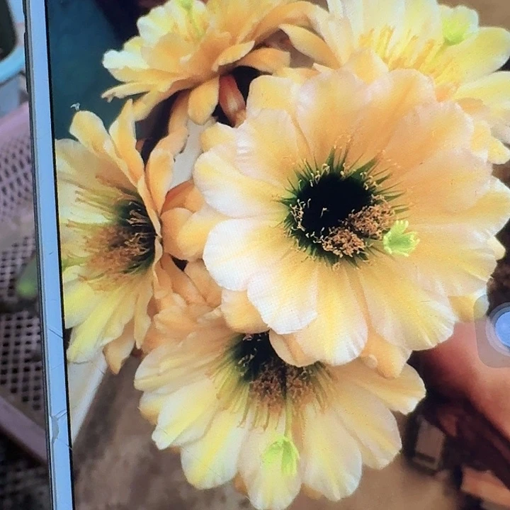 绿眼睛侧芽5公分左右毛花柱(20包邮)