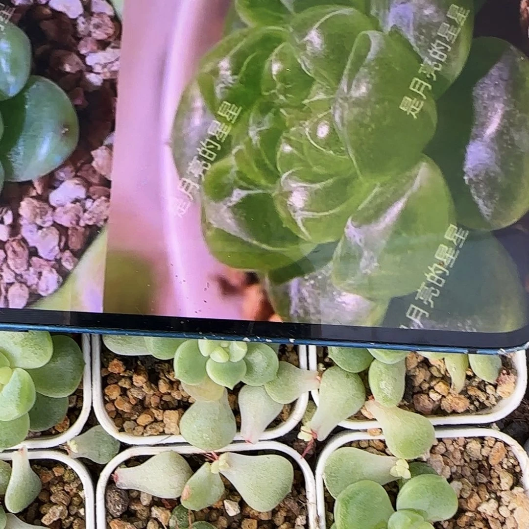 璟财富叶子芽芝麻一个满25包邮
