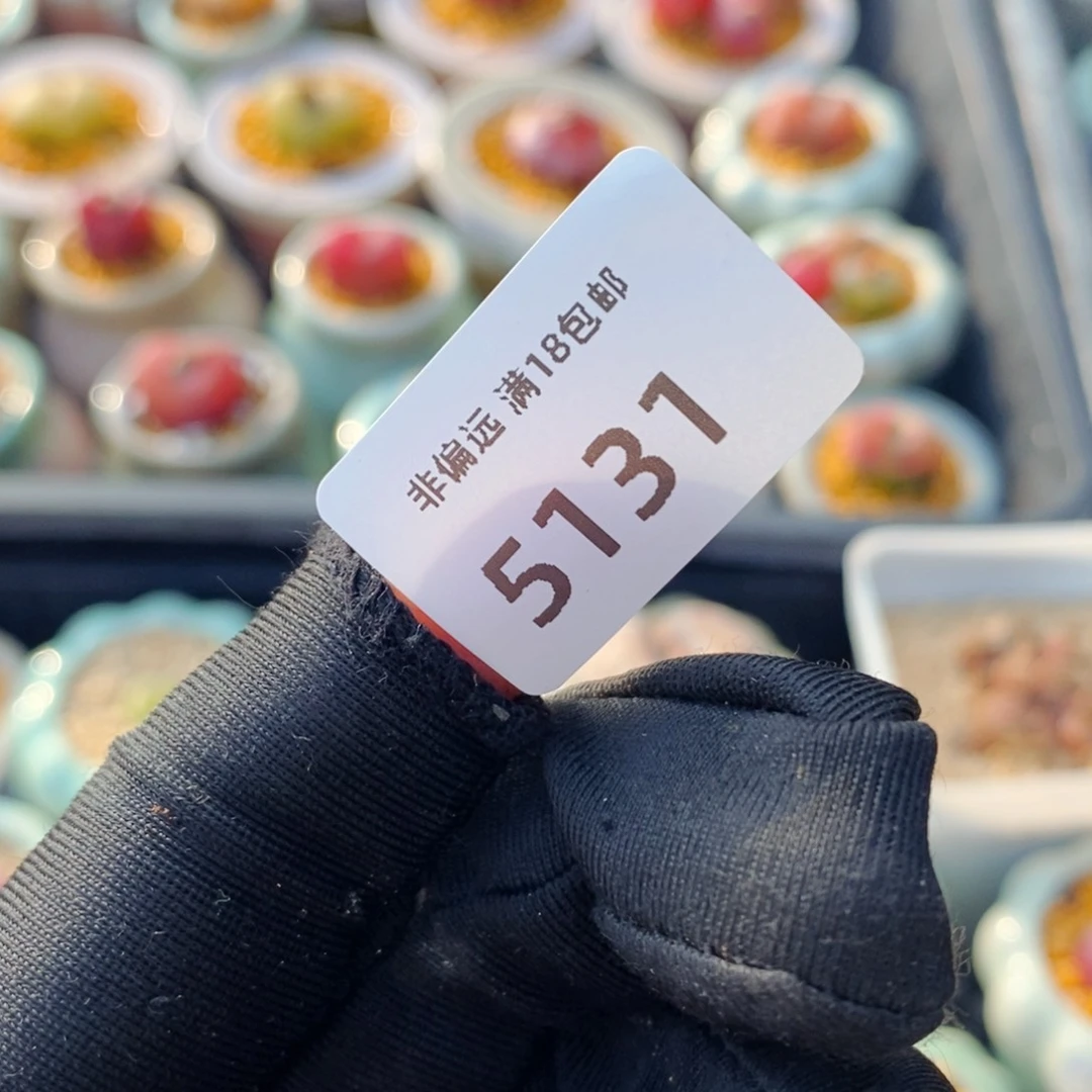 到**柿5131-一包鹿沼 111