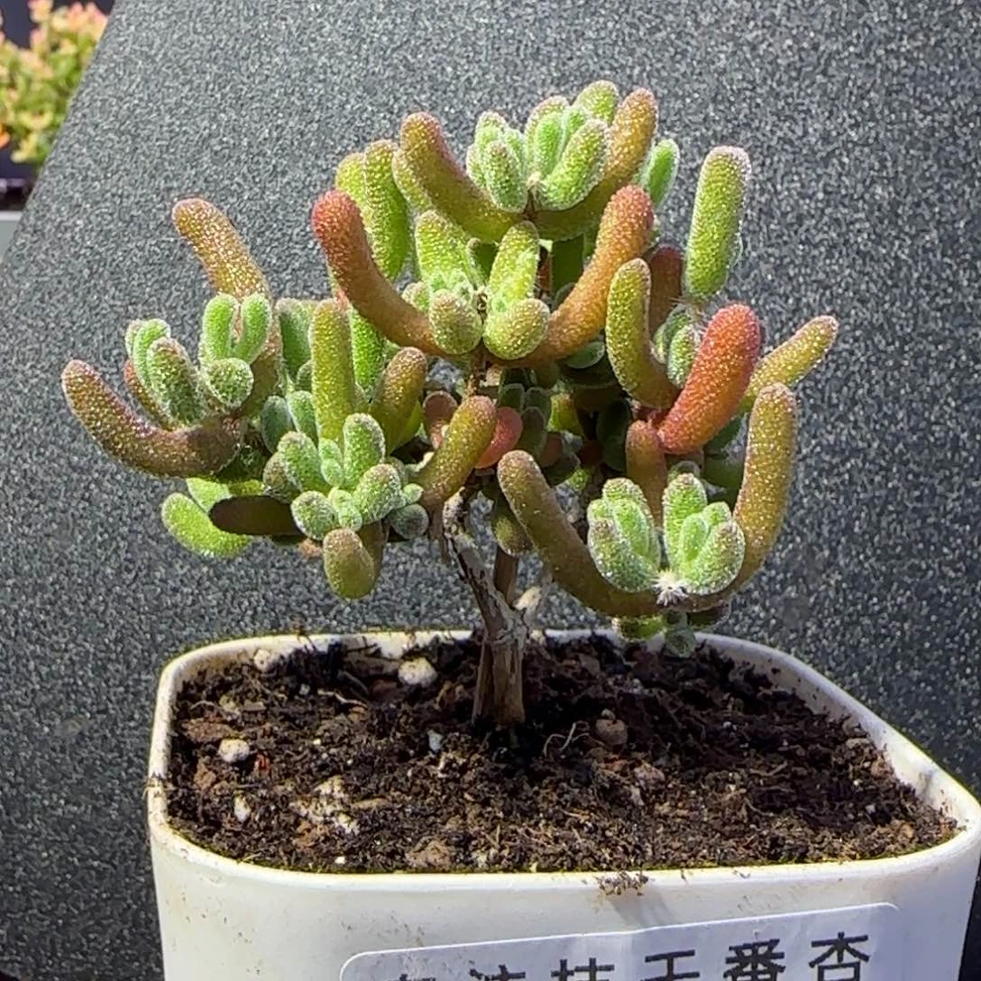 dy0891荔枝直杆双岔Y型杆
