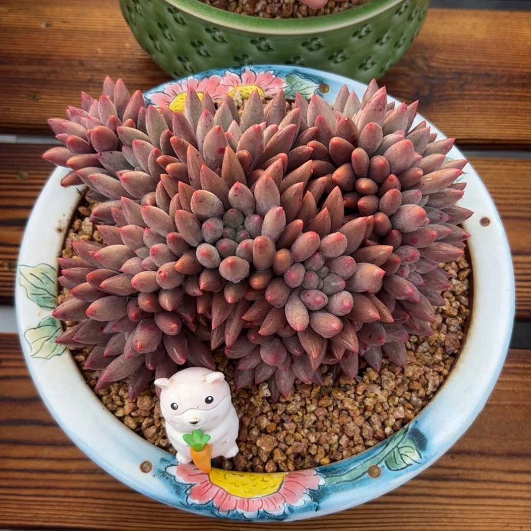 红蜻蜓自然群多肉植物