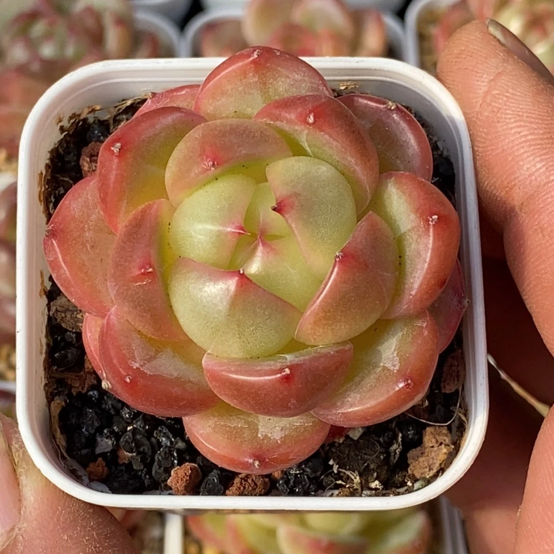 天官赐福百无禁忌