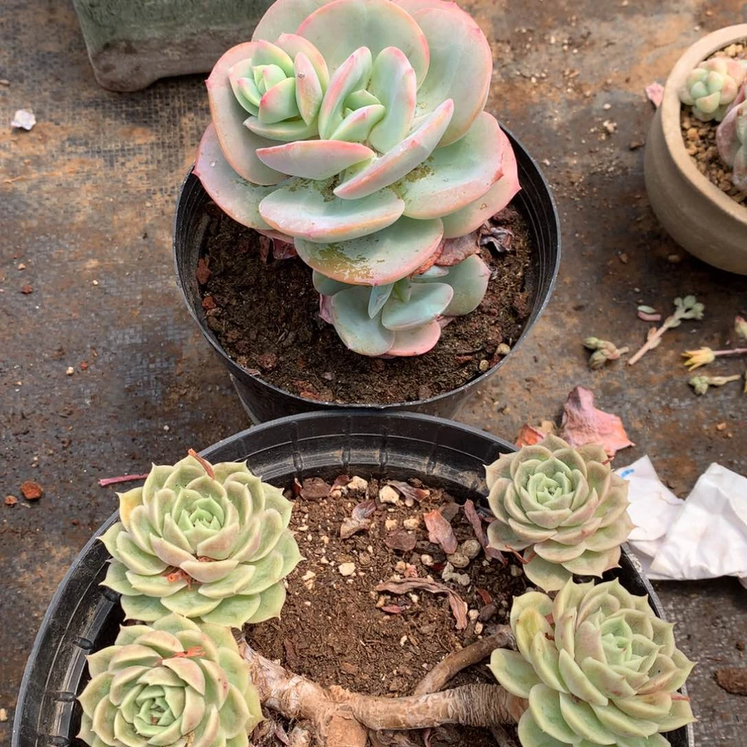 白凤昂斯诺26-44.26-45