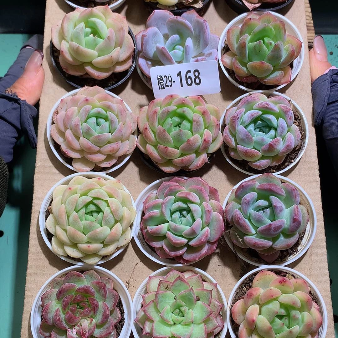 29-168一物一拍带盆18颗