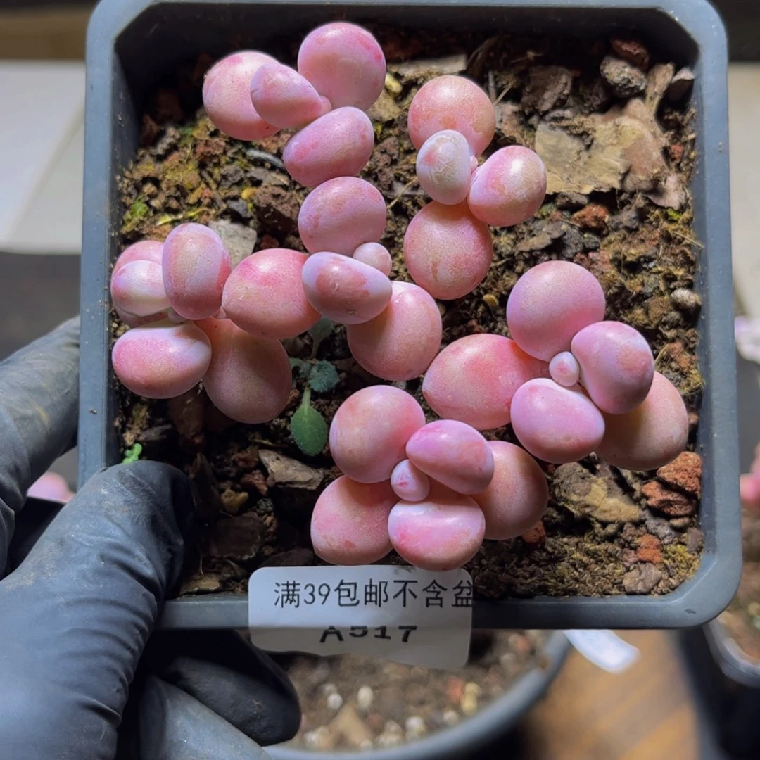 517糖果桃蛋9厘米多肉