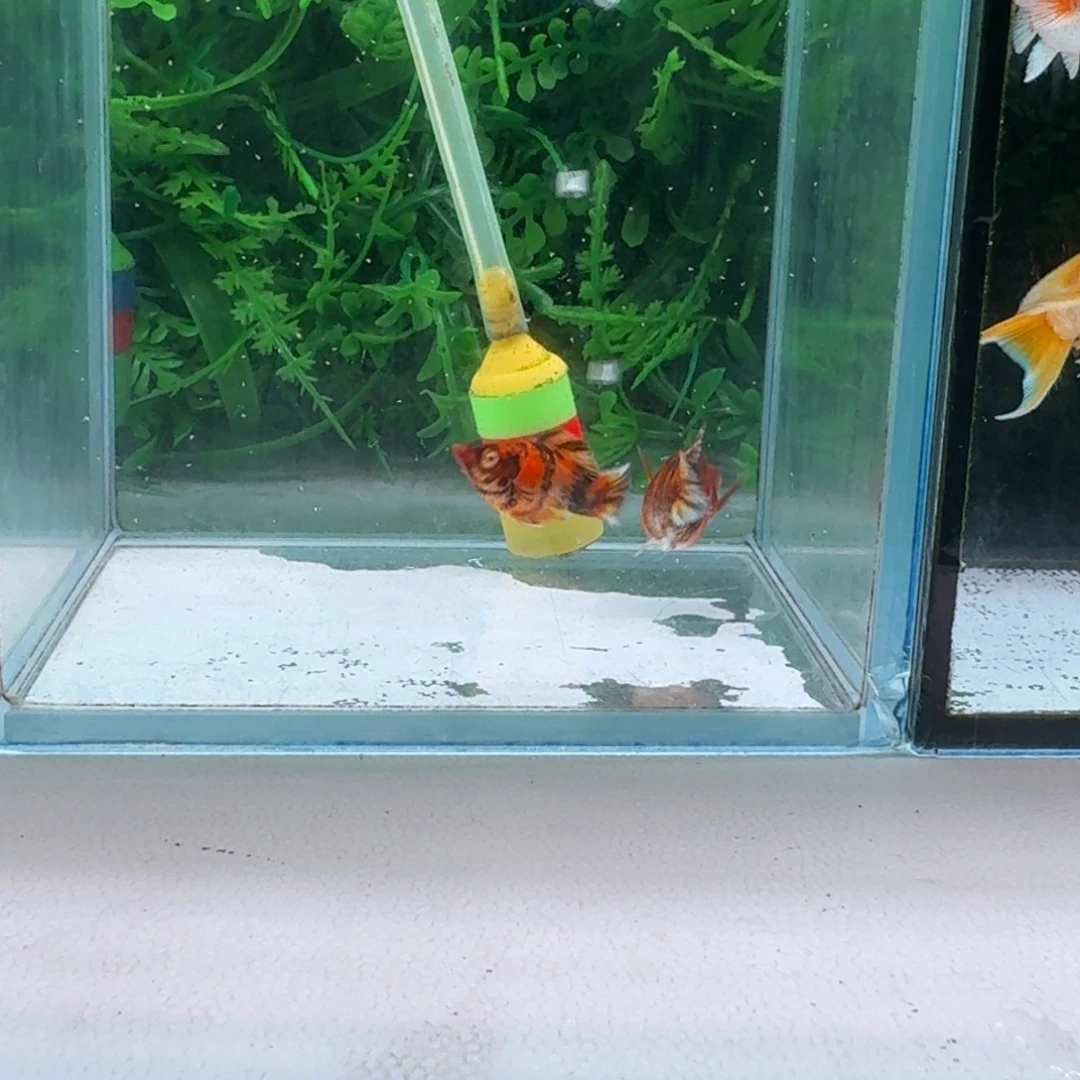 黑玛丽鱼16号玛丽2条