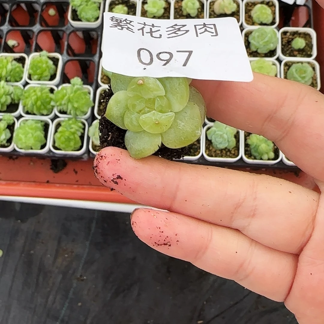 097 中苗穴一个满25包邮