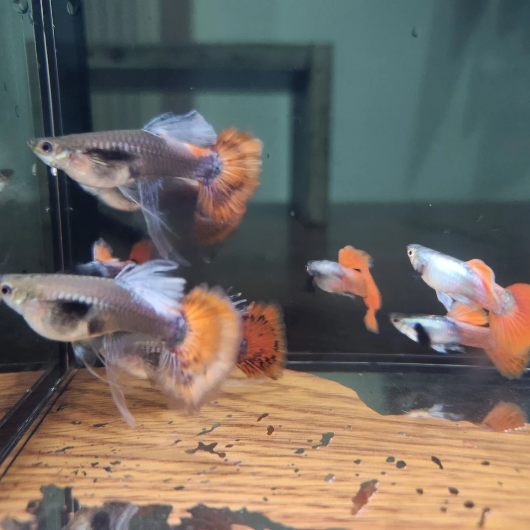 白金象耳精品孔雀鱼小型热带胎生观赏鱼