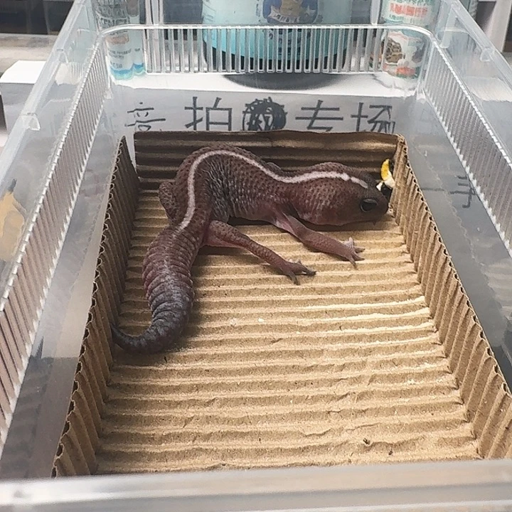 肥尾守宫奥无直线150起拍！