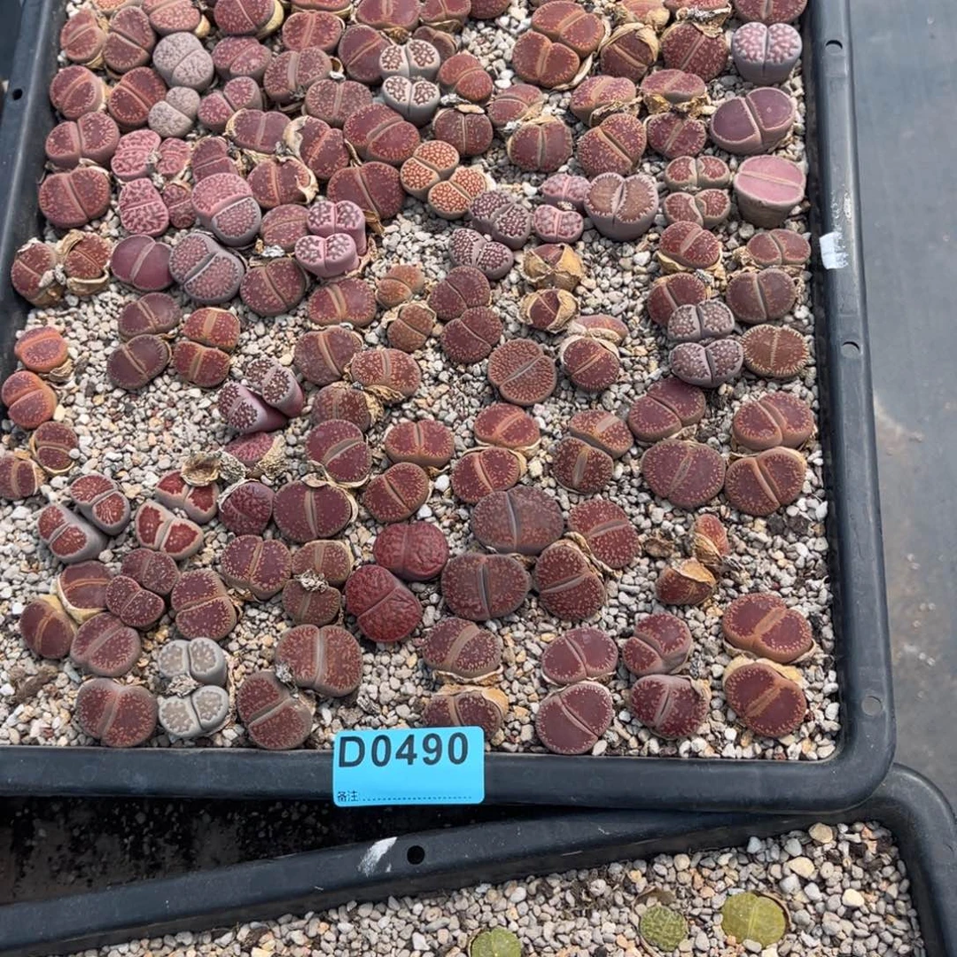 小***胡0490筐福利不售后