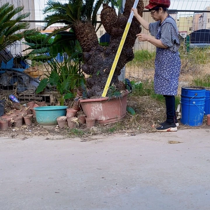 大部分花苞少量开放