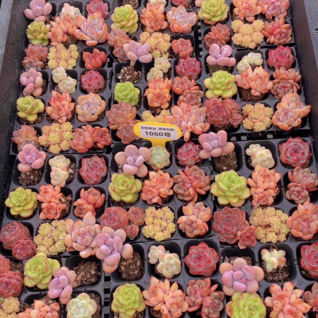 1060号 全状态小可爱美肉九个 再送九个