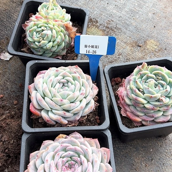 14.26冰珀2个脱土