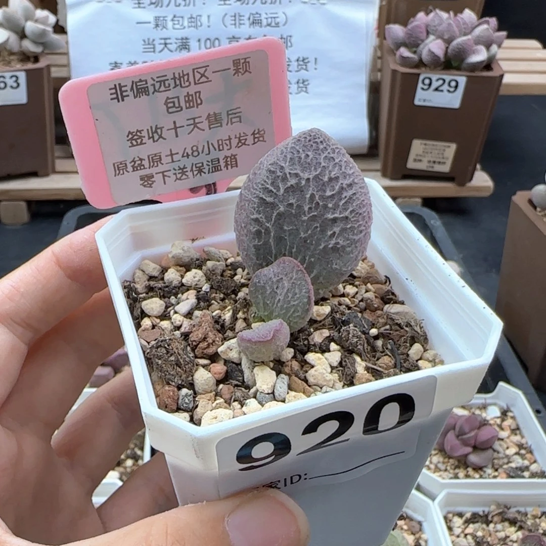 明**月920实生多肉植物