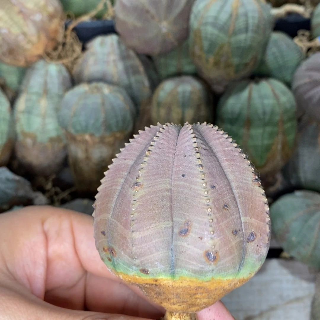 7 欧系实生布纹球多肉植物