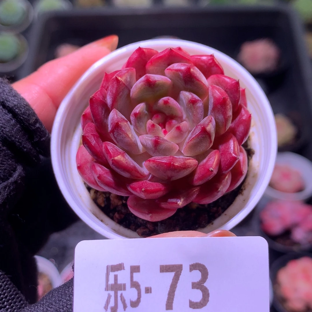 乐然 5-73 新品单头