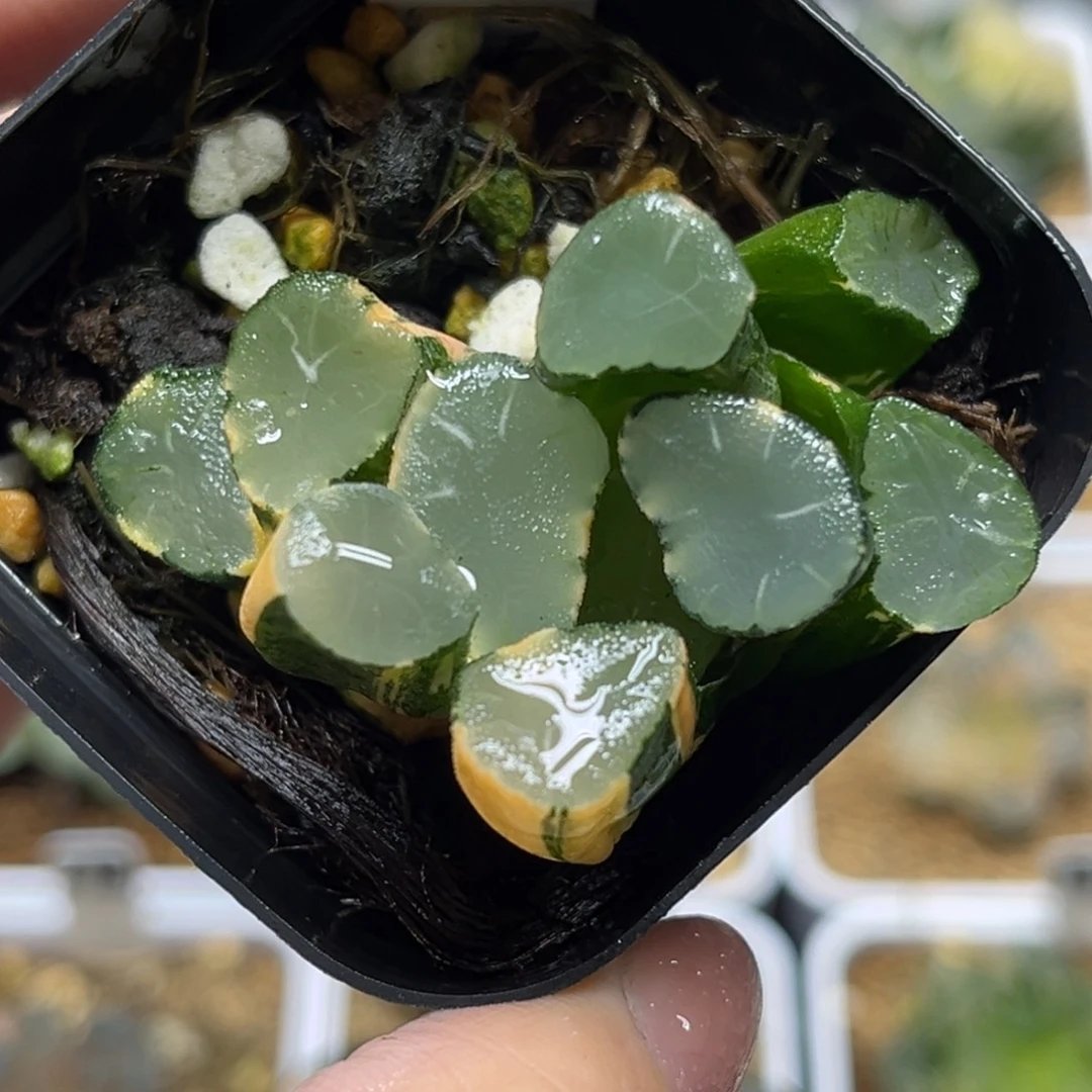 61欧大宝万象锦福利专场