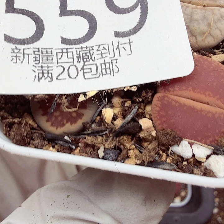 伊***9好喜欢看肖蘸唱歌跳舞打559