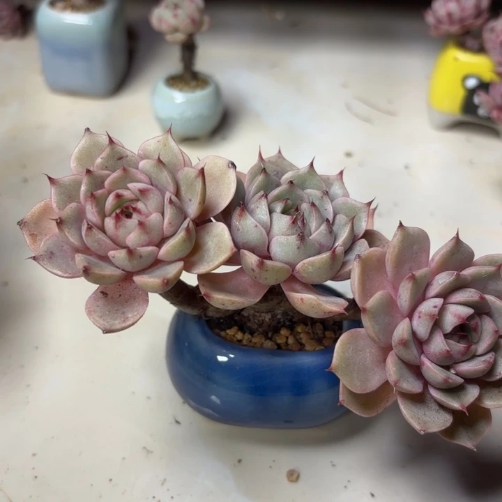 笨吧迪斯老桩子一颗