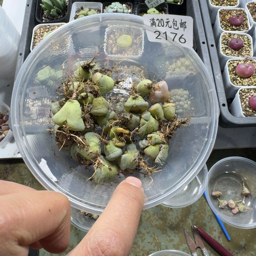 一*2176。绿招福一盒