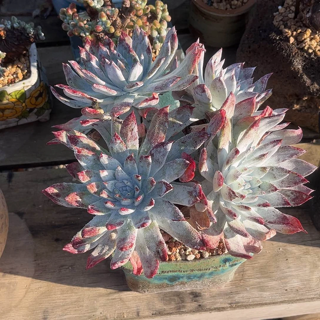 小鹿多肉一物一拍厚粉