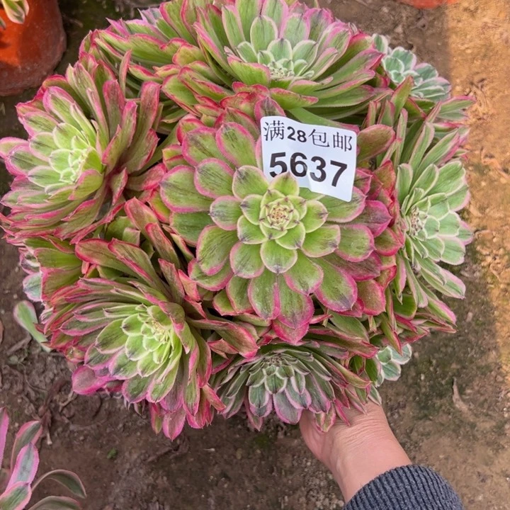 5637粉丝绒多肉植物