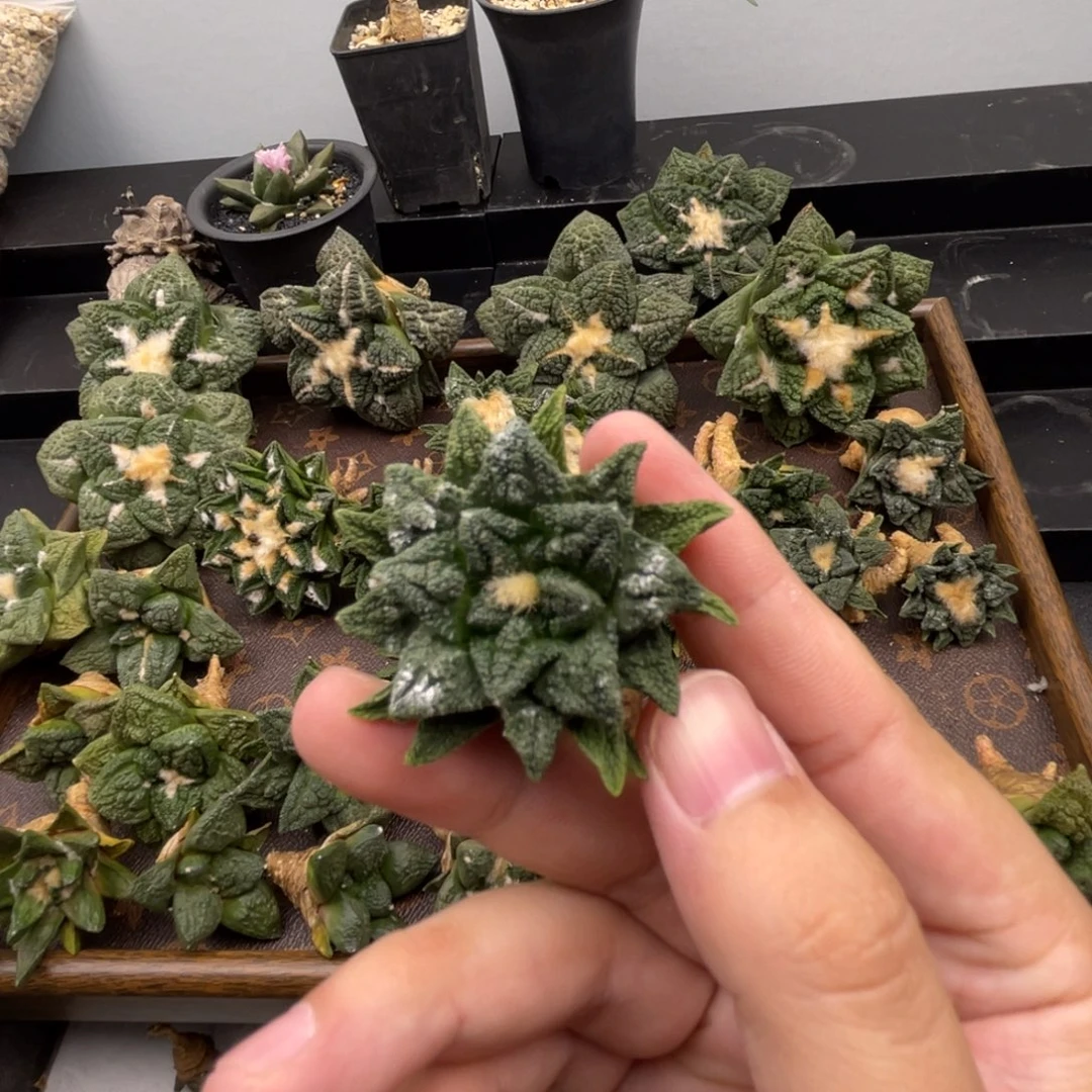 辛顿牡丹一一一一