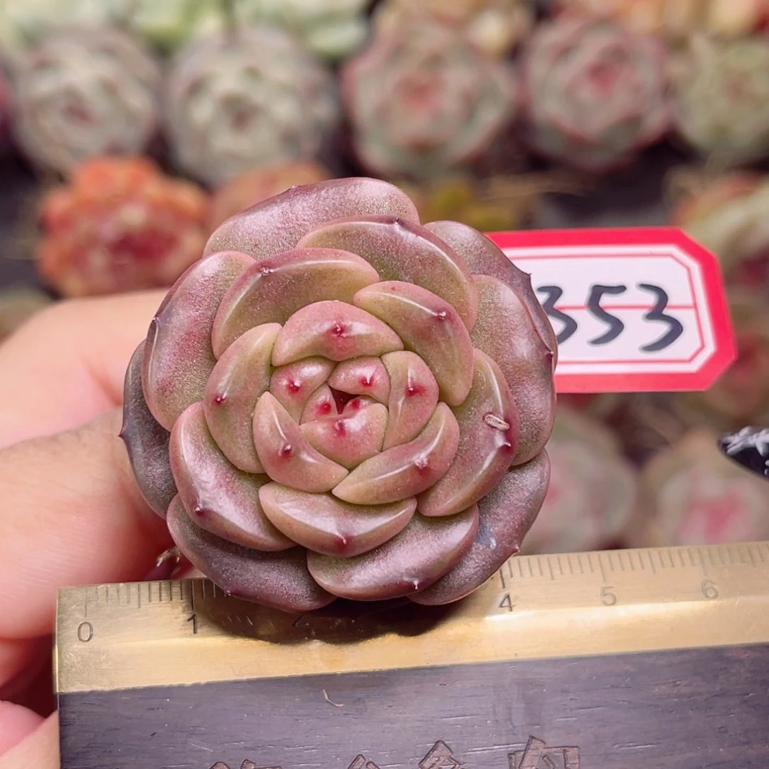 E353一物一拍 巧乐兹 孤