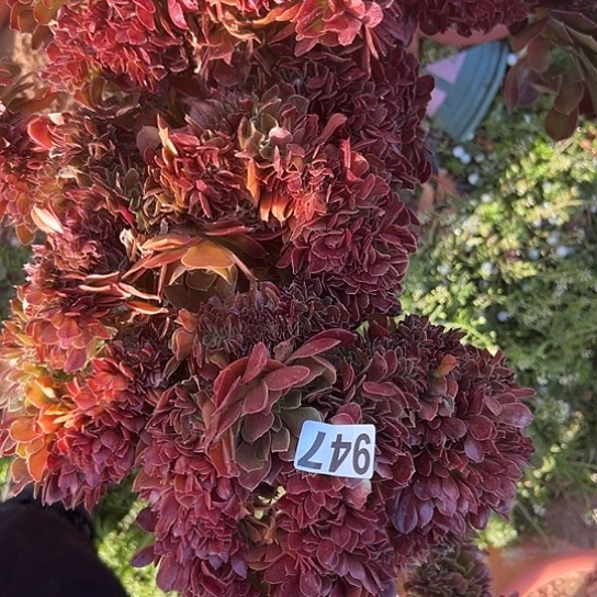 美*多肉植物一个有伤没售后