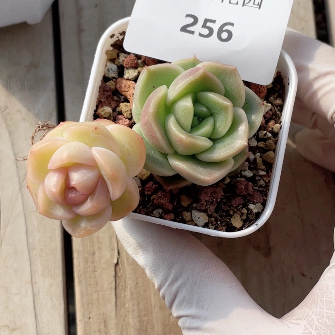 布*?256号糖心冰心珍妮2