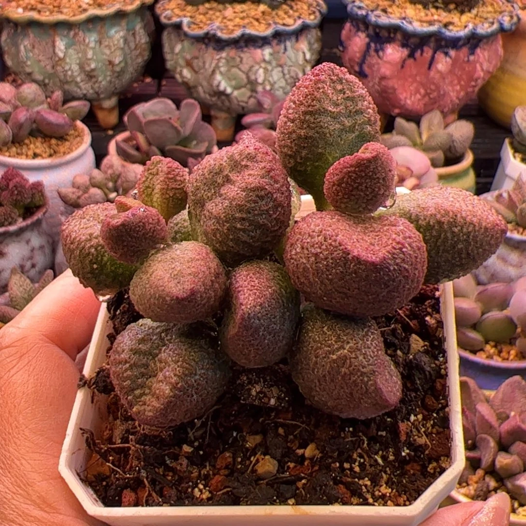水蜜桃。
