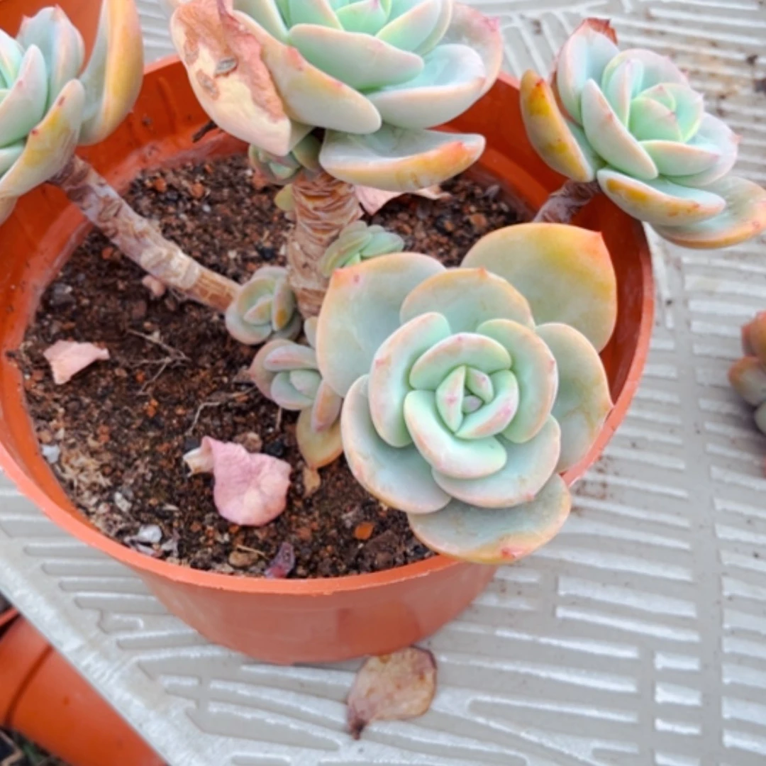 【闪购商品】粉*白凤