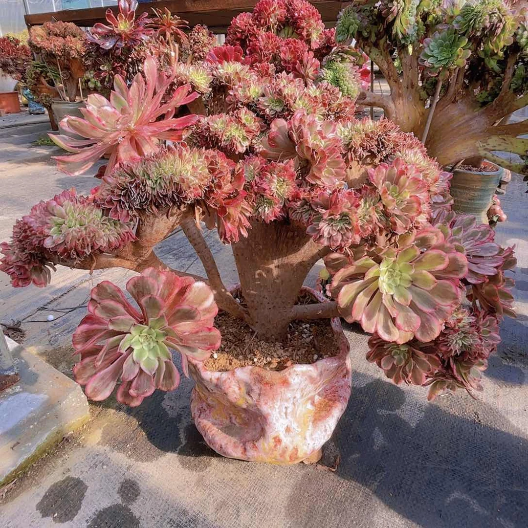 【闪购商品】无花朵小*蕾丝公主