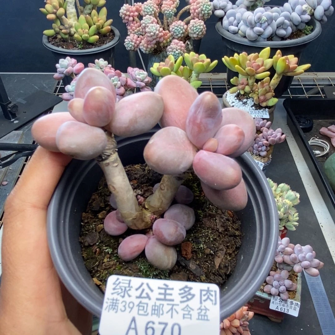670糖果美人多肉7c m